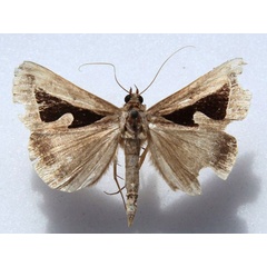 /filer/webapps/moths/media/images/B/binaria_Parachalciope_A_Goff_01.jpg