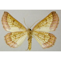 /filer/webapps/moths/media/images/F/fuscimargo_Drepanogynis_AF_ZSMb.jpg