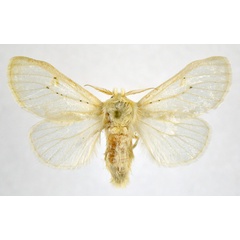/filer/webapps/moths/media/images/S/signifera_Naroma_AM_NHMO.jpg
