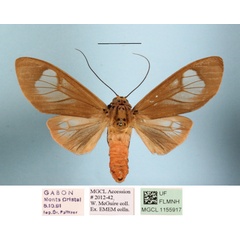 /filer/webapps/moths/media/images/M/mgcl1155917_fennia_Amerila_A_MGCLa_01.JPG