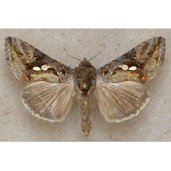 /filer/webapps/moths/media/images/A/acuta_Chrysodeixis_A_Butler.jpg
