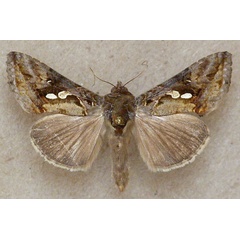 /filer/webapps/moths/media/images/A/acuta_Chrysodeixis_A_Butler.jpg