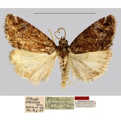 /filer/webapps/moths/media/images/P/preapicilinea_Lithacodia_HT_MNHN.jpg