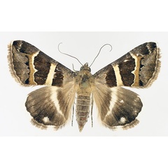 /filer/webapps/moths/media/images/S/stolida_Grammodes_AF_TMSA_01.jpg