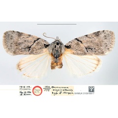 /filer/webapps/moths/media/images/N/nigricollaris_Characoma_HT_NHMUK.jpg