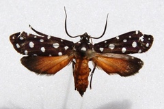 Syncallia stellata
