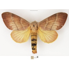 /filer/webapps/moths/media/images/M/mirabilis_Cleopatrina_AF_NHMUK.jpg