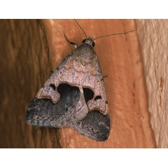/filer/webapps/moths/media/images/A/arvorum_Baniana_A_Roland_01.jpg