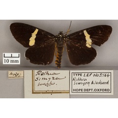 /filer/webapps/moths/media/images/S/simyra_Rothia_HT_OUMNH_01.jpg