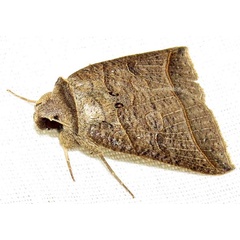 /filer/webapps/moths/media/images/A/anderson_Pantydia_A_Braun_06.jpg