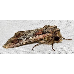/filer/webapps/moths/media/images/M/mesoglauca_Omphalestra_A_Braun_08.jpg