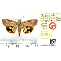 /filer/webapps/moths/media/images/D/dysdamarta_Hypocala_HT_BMNH.jpg