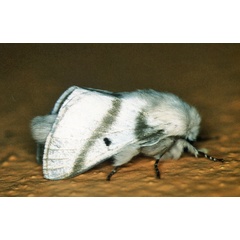 /filer/webapps/moths/media/images/B/bifascia_Bombycomorpha_A_Roland_01.jpg