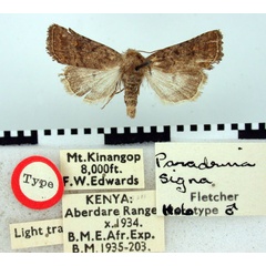 /filer/webapps/moths/media/images/S/signa_Paradrina_HT_BMNH.jpg