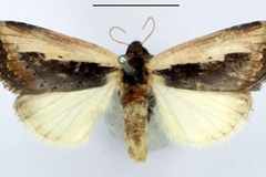 Aspidifrontia semipallida