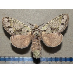 /filer/webapps/moths/media/images/S/subila_Griveaudyria_A_Goffa_01.jpg