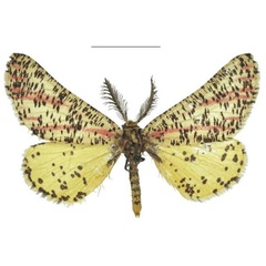 /filer/webapps/moths/media/images/T/thapsinus_Rhodopthitus_HT_NHMUK.jpg