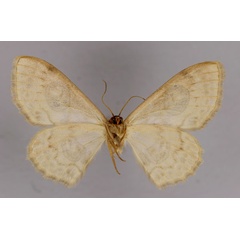 /filer/webapps/moths/media/images/E/erythra_Problepsis_A_ZSM_02.jpg