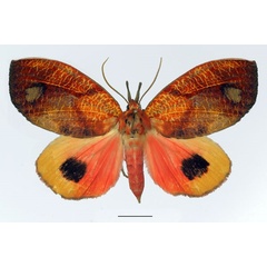 /filer/webapps/moths/media/images/A/aurora_Miniophyllodes_A_Basquin.jpg
