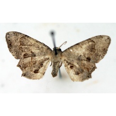 /filer/webapps/moths/media/images/A/anomala_Epiplema_AF_TMSA.jpg