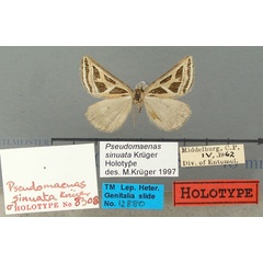 /filer/webapps/moths/media/images/S/sinuata_Pseudomaenas_HT_TMSA.jpg