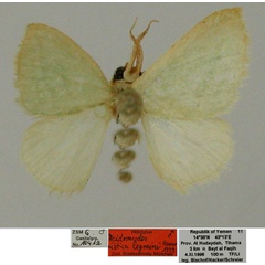 /filer/webapps/moths/media/images/L/legraini_Acidromodes_HT_ZSM.jpg