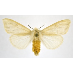 /filer/webapps/moths/media/images/H/habrotima_Tamsita_AF_NHMO_GDPvH1c.jpg