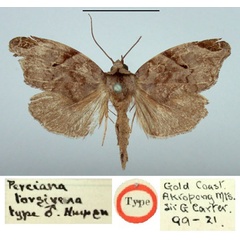 /filer/webapps/moths/media/images/T/torsivena_Perciana_HT_BMNH.jpg