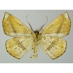 /filer/webapps/moths/media/images/D/dysonaria_Psilocerea_AM_ZSMb.jpg