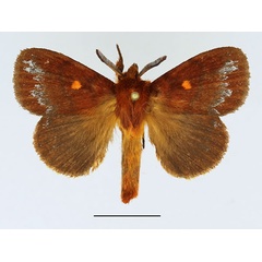 /filer/webapps/moths/media/images/F/fulvipuncta_Closterothrix_AM_Basquin.jpg