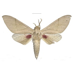 /filer/webapps/moths/media/images/P/politzari_Neoclanis_PTM_ZSM_04.jpg