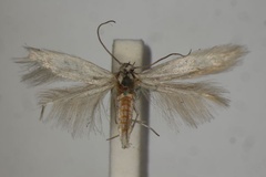 Pilotocoma tephroleuca