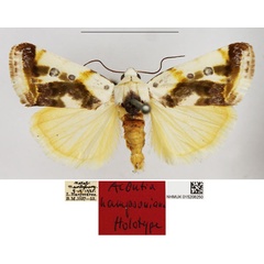 /filer/webapps/moths/media/images/H/hampsoniana_Acontia_HT_NHMUK.jpg