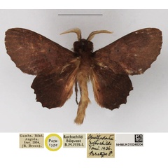 /filer/webapps/moths/media/images/R/rothschildi_Opisthodontia_PTM_NHMUK.jpg