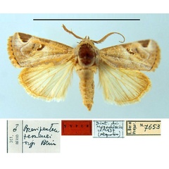 /filer/webapps/moths/media/images/T/tessenei_Brevipecten_HT_MSNM.jpg