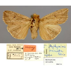 /filer/webapps/moths/media/images/A/arcuata_Mythimna_HT_RMCA_01.jpg