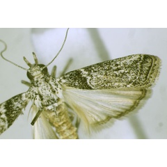 /filer/webapps/moths/media/images/A/abatesella_Cherchera_A_JMonks.jpg