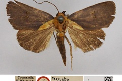 Negeta molybdota