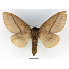 /filer/webapps/moths/media/images/C/cajani_Borocera_AF_Basquin_01.jpg