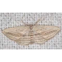 /filer/webapps/moths/media/images/E/erinaria_isolata_Scopula_F_Heyns_01.jpg