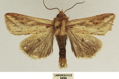 Mythimna homoeoptera