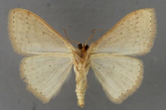Scopula internataria