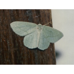 /filer/webapps/moths/media/images/F/fleximargo_Collesis_A_Roland.jpg