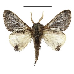 /filer/webapps/moths/media/images/A/affinis_Anadiasa_AM_ANHRT_01.jpg