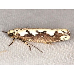 /filer/webapps/moths/media/images/A/anikini_Ethmia_A_Heyns_01.jpg