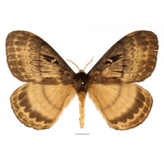 /filer/webapps/moths/media/images/T/tantalus_Tantaliana_AM_Basquin_01.jpg