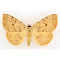 /filer/webapps/moths/media/images/C/carneotincta_Hypopyra_AF_TMSA_01.jpg