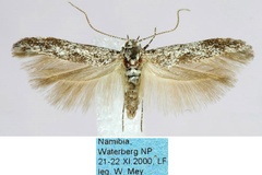 Scythris setaelongella