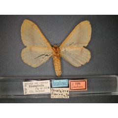 /filer/webapps/moths/media/images/F/flavina_Teratojana_ST_RMCA_02.jpg