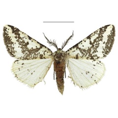 /filer/webapps/moths/media/images/P/pseudocommaculata_Nothabraxas_HT_Kingston.jpg